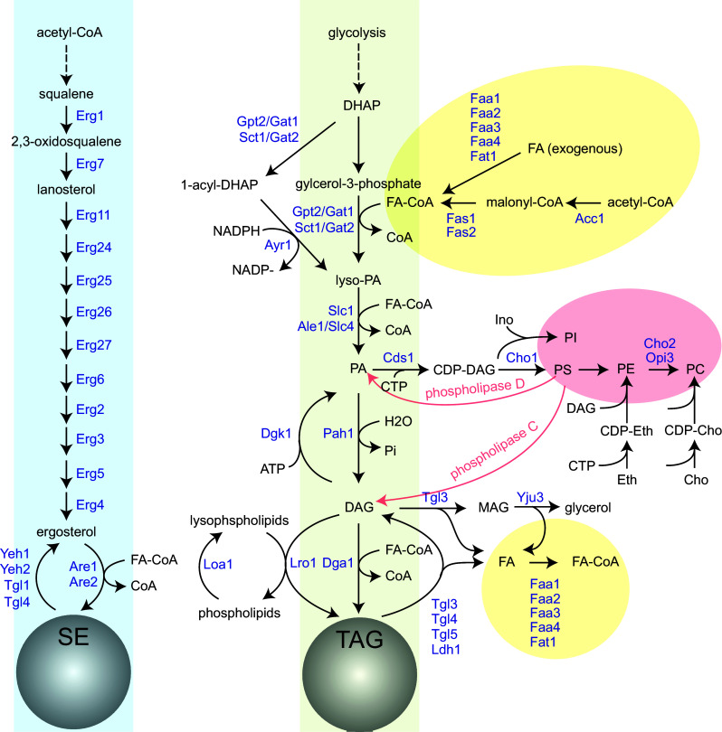 Fig. 2