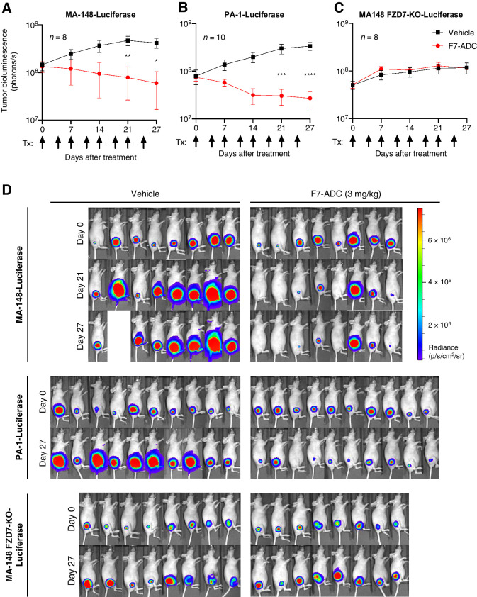 Figure 4. Septuximab vedotin induces regression of FZD7 tumors in vivo. A, MA-148-Luciferase and B, PA-1-Luciferase subcutaneous tumor xenografts treated with F7-ADC (3 mg/kg; ∼0.5 nmol/L) regressed after 6 doses of ADC (one vehicle MA-148-Luciferase mouse was euthanized prior to day 27 due to the tumor diameter exceeding 15 mm). C, F7-ADC-treated MA-148 FZD7-KO-Luciferase tumors were not statistically different from vehicle-treated tumors. Tumor IVIS data represented as mean ± SEM; arrows indicate days of treatment (Tx). For statistical analyses: one-way ANOVA and Tukey multiple comparisons test: ****, P ≤ 0.0001; ***, P ≤ 0.001; **, P ≤ 0.01; *, P ≤ 0.05. D, IVIS images for each tumor type.