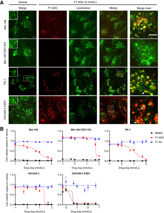 Figure 3. Septuximab vedotin specifically targets and kills FZD7-expressing cells in vitro. A, Colocalization of F7-ADC and lysosomes was observed after 1 hour in FZD7-positive MA-148, PA-1, and OVCAR-3 FZD7, but not in MA-148 FZD7-KO. Arrows, colocalization; scale bar, 10 μm; inset scale bars, 5 μm. B, F7-ADC induced direct, FZD7-dependent cytotoxicity in a cell viability assay. Cells were treated with 0.1–100 nmol/L (0.0016–16.4 μg/mL) of indicated drug and all viability were normalized to vehicle. Data represented as mean ± SEM for two independent experiments, three technical replicates per experiment.