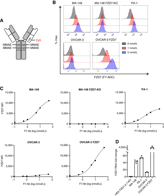 Figure 2. ADC septuximab vedotin binds FZD7. A, Schematic of ADC, septuximab vedotin (F7-ADC). MC-VC-PABC-MMAE and Cy5 are conjugated to the IgG1 antibody at cysteine (cys) residues. B, F7-ADC selectively binds FZD7-expressing human cancer cell lines, MA-148, PA-1, OVCAR-3, and OVCAR-3 FZD7. F7-ADC does not bind MA-148 FZD7-KO. Live cells were stained with F7-ADC at the indicated concentrations and analyzed by flow cytometry. C, FZD7 protein expression represented as mean fluorescence intensity (MFI). Live cells were stained with F7-Ab and analyzed by flow cytometry. D, FZD7 expression by qRT-PCR and normalized to HEK293T (HEK) FZD1,2,7-KO. Data represented as mean ± SEM for three technical replicates.