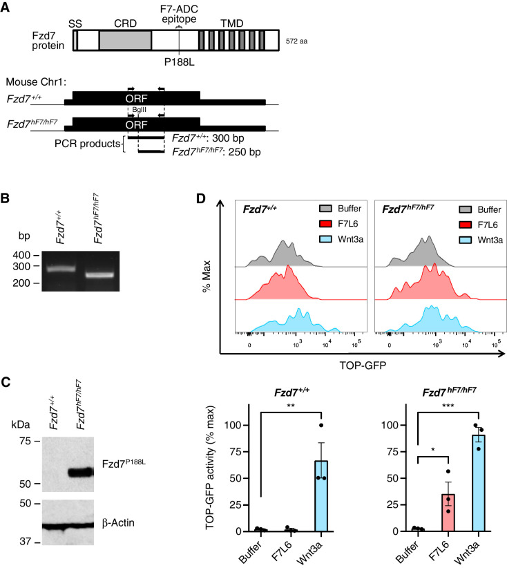 Figure 5. Generation of Fzd7hF7/hF7 mice. A, Schematic of genotyping strategy for Fzd7hF7/hF7 mice. Top, domain structure of mouse Fzd7 protein. Bottom, genomic region of Fzd7 gene on mouse chromosome 1. Arrows indicate position of PCR primers for genotyping. Restriction enzyme BglII digests the PCR product generated from the Fzd7hF7/hF7 allele only. Abbreviations: aa, amino acids; bp, base pairs; CRD, cysteine rich domain; Fzd7+/+, wild type; ORF, open reading frame; SS, signal sequence; TMD, transmembrane domain. B, Genotyping of Fzd7+/+ and Fzd7hF7/hF7 alleles. PCR and BglII digest of genomic DNA produces a 300-bp fragment for Fzd7+/+ and 250-bp fragment for Fzd7hF7/hF7. C, Immunoblot of cell lysates of fibroblasts derived from E13.5 Fzd7+/+ and Fzd7hF7/hF7 mice. F7-Ab reacts with the Fzd7P188L protein from Fzd7hF7/hF7 mice but not with wild-type Fzd7 protein. D, F7L6 specifically activates Fzd7P188L from Fzd7hF7/hF7 MEFs carrying Wnt reporter, 7TGC. Top, representative flow plots. Bottom, data represented as mean ± SEM from three independent experiments. For statistical analyses: one-way ANOVA and Dunnett multiple comparisons test: ***, P ≤ 0.001; **, P ≤ 0.01; *, P ≤ 0.05.