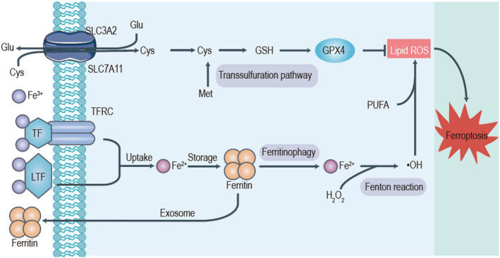 FIGURE 1