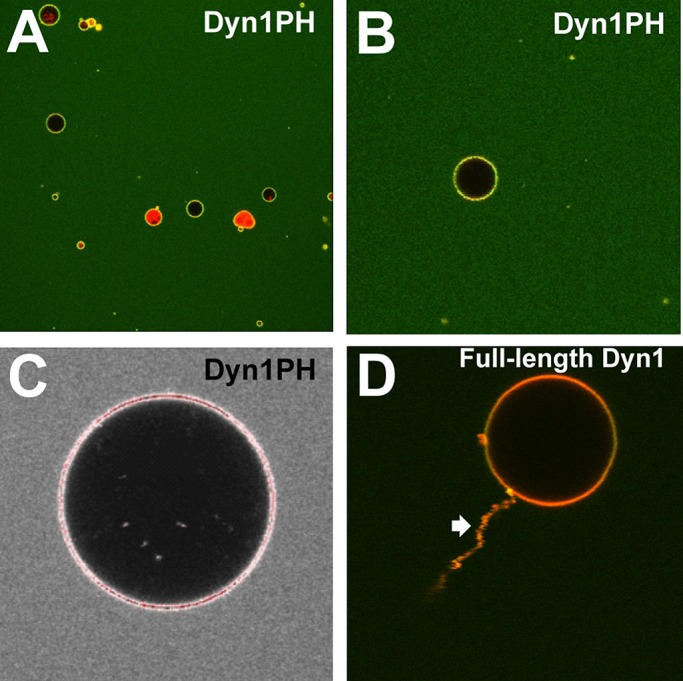 FIGURE 3.