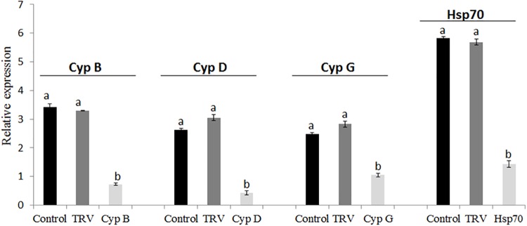 FIGURE 5