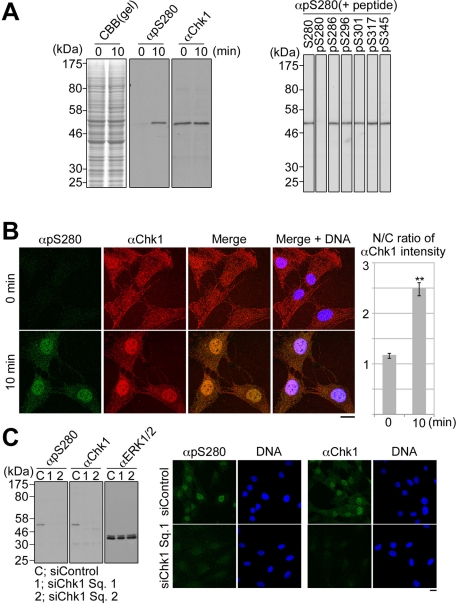 FIGURE 1: