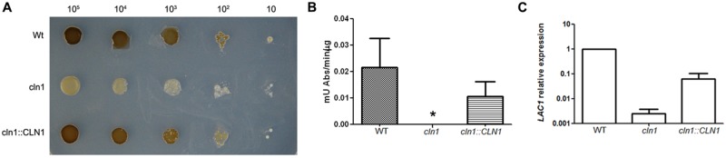 FIGURE 5