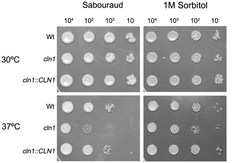 FIGURE 2