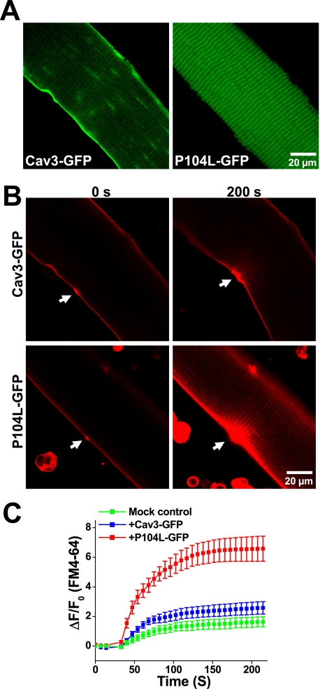 FIGURE 5.