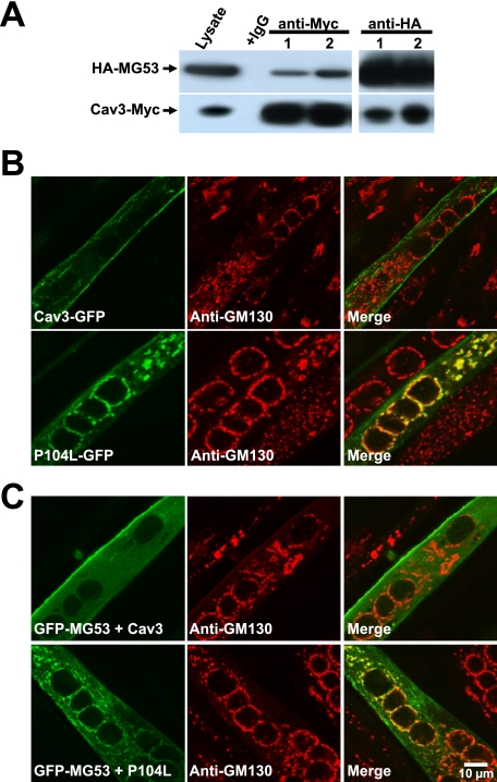 FIGURE 4.