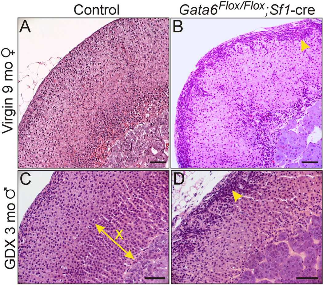 Fig. 7