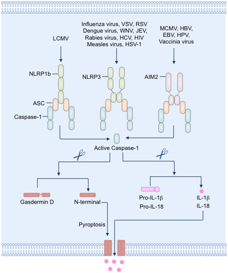 Figure 1: