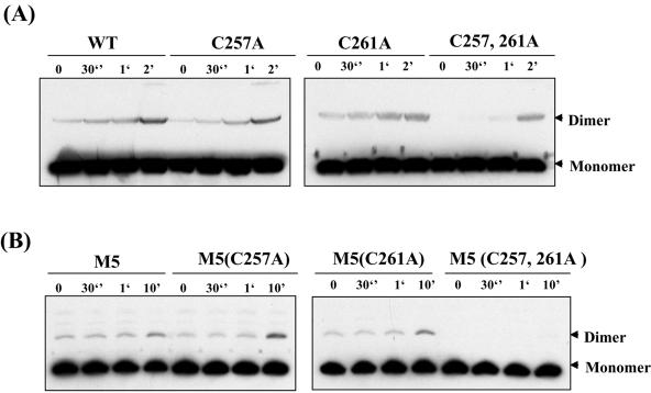 FIG. 7.