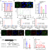 Figure 4. miR–141–3p is a LINC00467 target in GC cells. (A) Relative LINC00467 expression percentage in nuclear and cytoplasmic compartments was evaluated using U6 and GAPDH as respective nuclear and ...