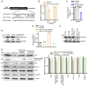 Figure 7. DPYSL3, a miR–141–3p target, was indirectly controlled by LINC00467. (A) WT and Mut DPYSL3 3'–UTR sequences. (B) Luciferase reporter assays were used to assess interactions between miR–141–3...