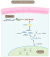 Figure 9. Molecular mechanism associated with the effects of LINC00467 on GC progression via regulation of miR–141–3p and DPYSL3. LINC00467 promoted glycolysis in GC cells and enhanced tumor cell prol...
