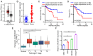 Figure 1. LINC00467 is upregulated in GC tissues and associates with GC progression. (A) LINC00467 levels in STAD (n=408) and normal tissue samples (n=211) in the GEPIA database. (B) Relative LINC0046...