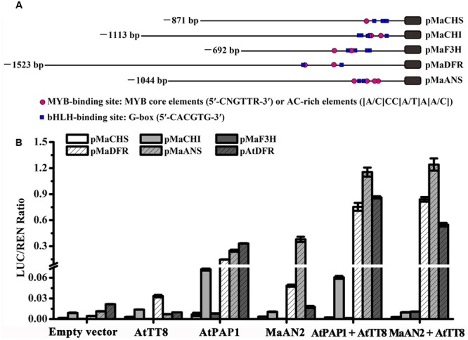 FIGURE 4