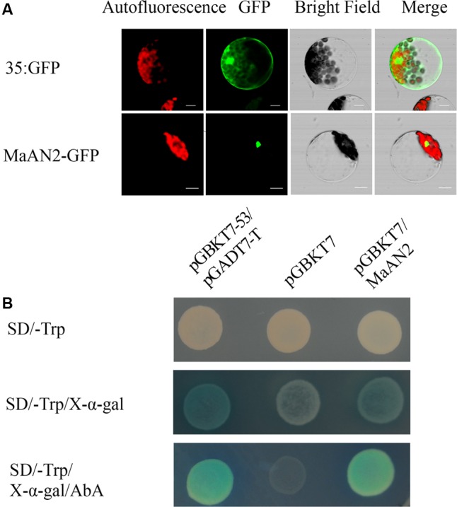 FIGURE 2