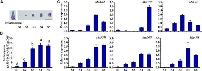 FIGURE 3