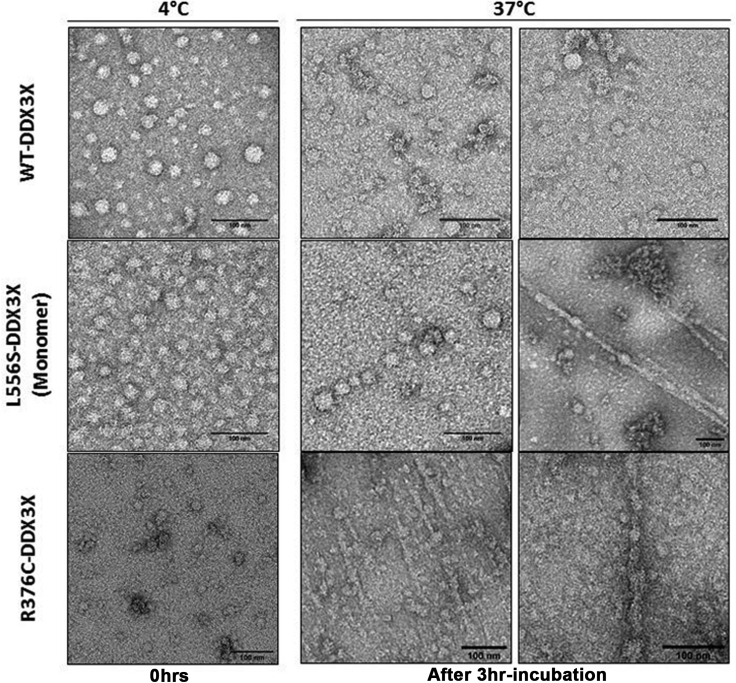 Figure 4