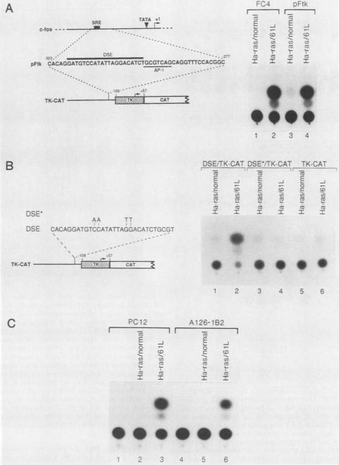 graphic file with name molcellb00056-0035-a.jpg