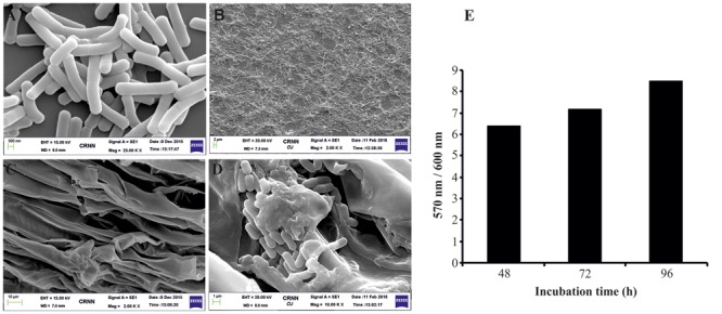 FIGURE 4