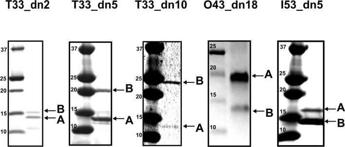 Figure 2—figure supplement 4.