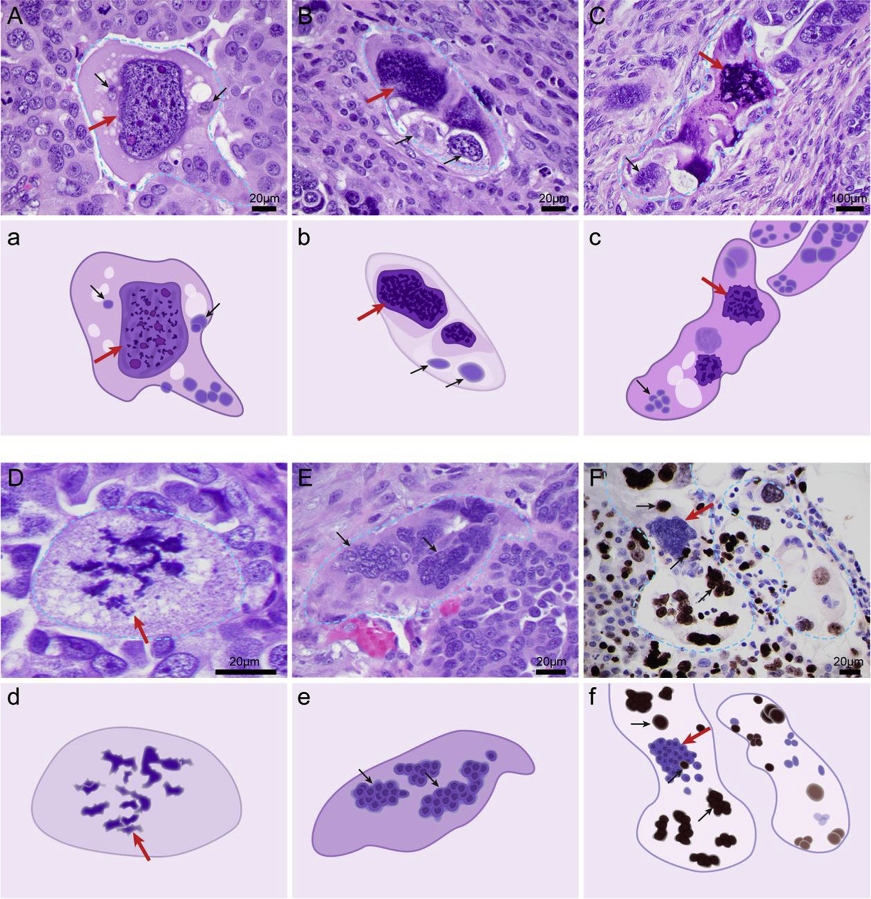 Fig. 1.