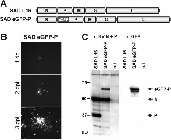 FIG. 6.