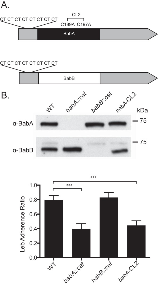 FIG 1