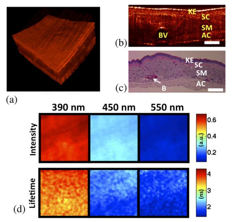 Fig. 2