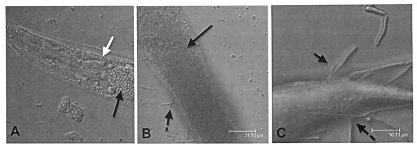 Fig. (1)