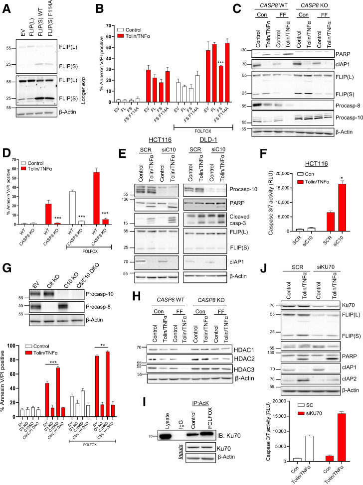 Figure 5. Mechanism of chemotherapy-induced sensitization to tolinapant. A, Western blot analysis of FLIP(L), FLIP(S), and β-actin in HCT116 cells retrovirally overexpressing pbabe empty vector (EV), pbabe FLIP(S), pbabe FLIP(S) F114A, and pbabe FLIP(L). B, Annexin V/PI analysis of in HCT116 cells retrovirally overexpressing pbabe empty vector (EV), pbabe FLIP(S), pbabe FLIP(S) F114A, and pbabe FLIP(L) following treatment with 1 μmol/L tolinapant/1 ng/mL TNFα, 5 μmol/L 5FU, and 1 μmol/L oxaliplatin (FOLFOX) or combination for 48 hours. C, Western blot analysis of PARP, cIAP1, FLIP(L), FLIP(S), procaspase-8, procaspase-10, and β-actin in HCT116 WT and HCT116 caspase-8 KO cells treated with 1 μmol/L tolinapant/1 ng/mL TNFα (tolin/TNFα), 5 μmol/L 5FU and 1 μmol/L oxaliplatin (FF) or combination for 48 hours. D, Annexin V/PI analysis in HCT116 WT and HCT116 caspase-8 KO cells treated with 1 μmol/L tolinapant/1 ng/mL TNFα, 5 μmol/L 5FU, and 1 μmol/L oxaliplatin (FOLFOX) or combination for 72 hours. E, Western blot analysis of procaspase-10, PARP, cleaved caspase-3, FLIP(L), FLIP(S), cIAP1, and β-actin in HCT116 and DLD1 cells transfected with control (SCR) and caspase-10 (siC10) siRNA for 24 hours prior to treatment with 1 μmol/L tolinapant and 1 ng/mL TNFα for a further 24 hours. F, Caspase-3/7 activity assay in HCT116 cells transfected with control (SCR) and caspase-10 siRNA (siC10) for 24 hours prior to treatment with 1 μmol/L tolinapant and 1 ng/mL TNFα (tolin/TNFα) for a further 24 hours. G, Western blot analysis of procaspase-10, procaspase-8, and β-actin in HCT116 WT, HCT116 caspase-8 KO, HCT116 caspase-10 KO and HCT116 caspase-8/caspase-10 DKO cells, and Annexin V/PI analysis in HCT116 WT and HCT116 caspase-8 KO, HCT116 caspase-10 KO and HCT116 caspase-8/caspase-10 DKO cells treated with 1 μmol/L tolinapant/1 ng/mL TNFα, 5 μmol/L 5FU and 1 μmol/L oxaliplatin (FOLFOX) or combination for 48 hours. H, Western blot analysis of HDAC1, HDAC2, HDAC3, and β-actin in HCT116 WT and HCT116 caspase-8 KO cells treated with 1 μmol/L tolinapant/1 ng/mL TNFα (tolin/TNFα), 5 μmol/L 5FU, and 1 μmol/L oxaliplatin (FF) or combination for 48 hours. I, Western blot analysis of Ku70 following immunoprecipitation of acetylated lysine (AcK) from HCT116 cells treated with 5 μmol/L 5FU and 1 μmol/L oxaliplatin (FOLFOX) for 24 hours. An IgG isotype control was used as a control. J, Western blot and caspase-3/7 activity analyses of Ku70, FLIP(L), FLIP(S), procaspase-10, PARP, cIAP1, CIAP2, XIAP, and β-actin and in HCT116 cells transfected with control (SCR) and Ku70 siRNA (siKU70) for 24 hours prior to treatment with 1 μmol/L tolinapant and 1 ng/mL TNFα (tolin/TNFα) for a further 24 hours.