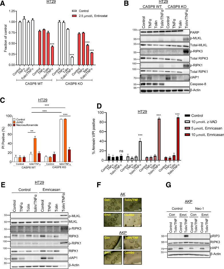 Figure 6. Necroptotic cell death induced by tolinapant in RIPK3-expressing colorectal cancer cells. A, Cell viability assays in HT29 caspase-8 WT and HT29 caspase-8 KO cells pretreated with 2.5 μmol/L entinostat for 24 hours then addition of 1 μmol/L tolinapant and 1 ng/mL TNFα for a further 24 hours. B, Western blot analysis of PARP, p-MLKL(Ser358), total MLKL, p-RIPK3(Ser227), total RIPK3, p-RIPK1(Ser166), total RIPK1, cIAP1, caspase-8, and β-actin in HT29 caspase-8 WT and HT29 caspase-8 KO cells 24 hours following treatment with 1 μmol/L tolinapant and 1 ng/mL TNFα. C, PI analysis in HT29 caspase-8 WT and HT29 caspase-8 KO cells pretreated for 30 minutes with 10 μmol/L z-VAD and 2 μmol/L necrosulfonamide then addition of 1 μmol/L tolinapant and 1 ng/mL TNFα for 24 hours. D, Annexin V/PI analysis in HT29 cells pretreated with 10 μmol/L z-VAD, 5 μmol/L emricasan or 10 μmol/L emricasan for 30 minutes then addition of 1 μmol/L tolinapant and 1 ng/mL TNFα for 24 hours. E, Western blot analysis of p-MLKL(Ser358), total MLKL, p-RIPK3(Ser227), total RIPK3, p-RIPK1 (Ser166), total RIPK1, cIAP1, and β-actin in HT29 cells pretreated with 10 μmol/L emricasan for 30 minutes then addition of 1 μmol/L tolinapant and 1 ng/mL TNFα for 24 hours. F, Pictures from AK and AKP organoids pretreated with 10 μmol/L emricasan for 30 minutes then addition of 1 μmol/L tolinapant and 1 ng/mL TNFα for 48 hours. G, Western blot analysis of p-RIPK3 (Thr231/Ser232), total RIPK3, cIAP1, and β-actin in AKP organoids pretreated with 10 μmol/L necrostatin-1 and 10 μmol/L emricasan (Emri) for 30 minutes before the addition of 1 μmol/L tolinapant and 1 ng/mL TNFα (tolin/TNF) for 24 hours. Results were compared using a two-tailed Student t test, *, P < 0.05; **, P < 0.01; and ***, P < 0.001.