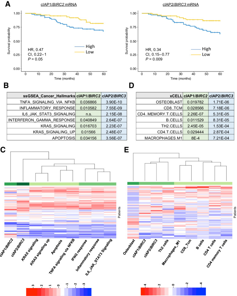 Figure 1. Correlation between high cIAP1/2 expression and prognosis. Analysis of patients with stage III MSS who received adjuvant fluorouracil-based treatment extracted from GSE39582 cohort. A, Kaplan–Meier plots of 5-year OS. Graphs comparing the difference in survival probability based on BIRC2 and BIRC3 expression levels alone. Results are shown with the log-rank test, the HR with its 95% confidential interval and the Wald test of significance. B–E, Difference of pathway activation by ssGSEA (B) and cell type profiling (D) by xCELL between cIAP1 or cIAP2 high and low expressing patients was assessed by one-way ANOVA model. Numbers shown are the calculated P values. Heatmap were drawn showing the Z-scores of the significantly different ssGSEA pathways (C) and immune or stroma infiltration by xCELL (E).