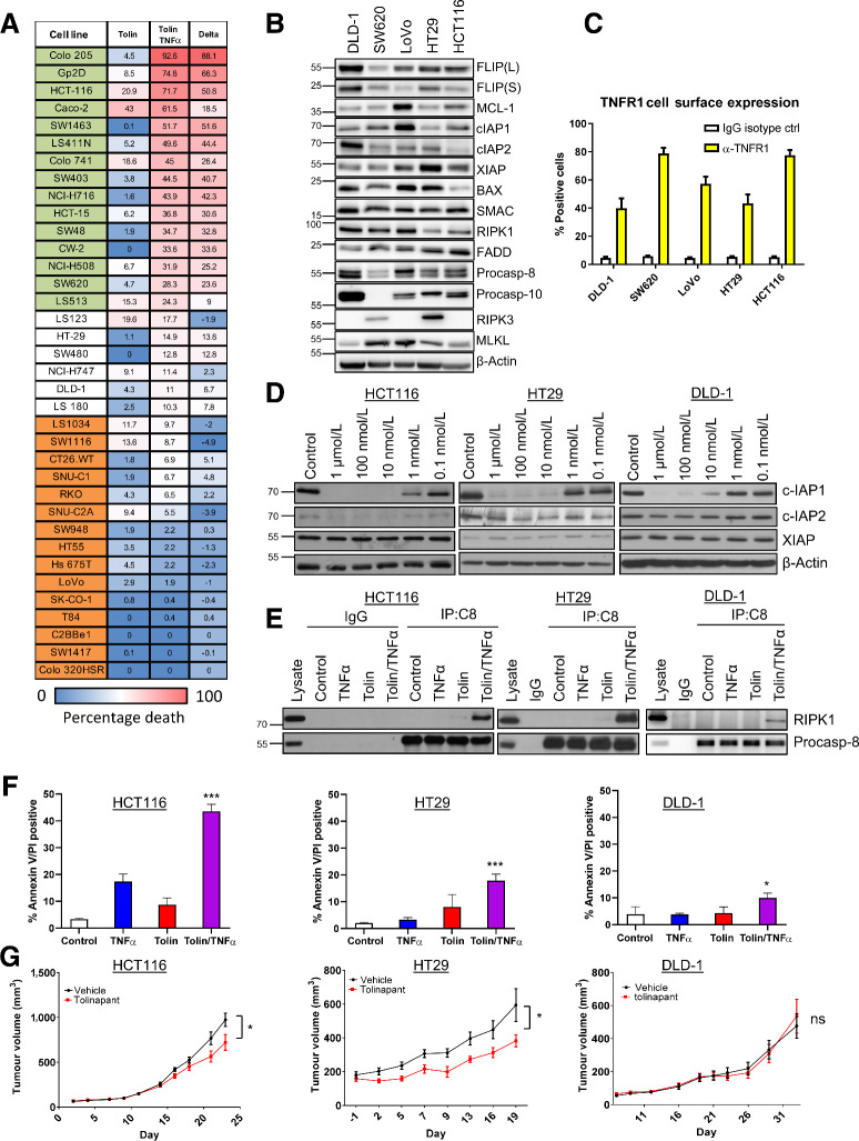 Figure 2. Sensitivity of colorectal cancer cell lines to IAP inhibitor, tolinapant. A, Cell viability assay in 36 colorectal cancer cell line panel following 72 hours treatment with tolinapant (tolin; 10-point assay 0.0005–10 μmol/L) alone and in combination with TNFα (1 ng/mL), represented as relative activity area (%), calculated as (experimental AUC/max AUC possible). Cell lines categorized as sensitive to tolinapant/TNFα are highlighted in green, intermediate in white, and resistant in orange. B, Western blot analysis of basal expression of FLIP(L), FLIP(S), Mcl-1, cIAP1, cIAP2, XIAP, BAX, SMAC, RIPK1, FADD, procaspase-8, procaspase-10, RIPK3 and MLKL and β-actin in a panel of colorectal cancer cell lines. C, Cell surface expression of TNFR1 in DLD1, SW620, LoVo, HT29, and HCT116 cell lines, represented as % of TNFR1-positive cells compared with an IgG isotype control. D, Western blot analysis of cIAP1, cIAP2, XIAP, and β-actin in HCT116, HT29, and DLD-1 cells following treatment with 1 μmol/L, 100 nmol/L, 10 nmol/L, 1 nmol/L, and 0.1 nmol/L tolinapant for 24 hours. E, Western blot analysis of RIPK1 and procaspase-8 following immunoprecipitation of caspase-8 from HCT116, HT29, and DLD-1 cells treated with 1 ng/mL TNFα, 1 μmol/L tolinapant and a combination of TNFα/tolinapant for 3 hours in the presence of 20 μmol/L z-VAD-fmk. An IgG isotype control was used as a control. F, Annexin V/PI analysis in HCT116, HT29, and DLD-1 cells following treatment with 1 ng/mL TNFα, 1 μmol/L tolinapant, or a combination of TNFα/tolinapant for 24 hours. G, Tumor volume (mm3) in HCT116, HT29, and DLD-1 xenograft models treated with vehicle and 16 mg/kg tolinapant. Data show mean tumor volume per treatment group per timepoint ± SEM (HCT116; vehicle n = 10, tolinapant n = 10, HT29; vehicle n = 7, tolinapant n = 7, SW620; vehicle n = 10, tolinapant n = 12). Results were compared using a two-tailed Student t test, *, P < 0.05; **, P < 0.01; and ***, P < 0.001