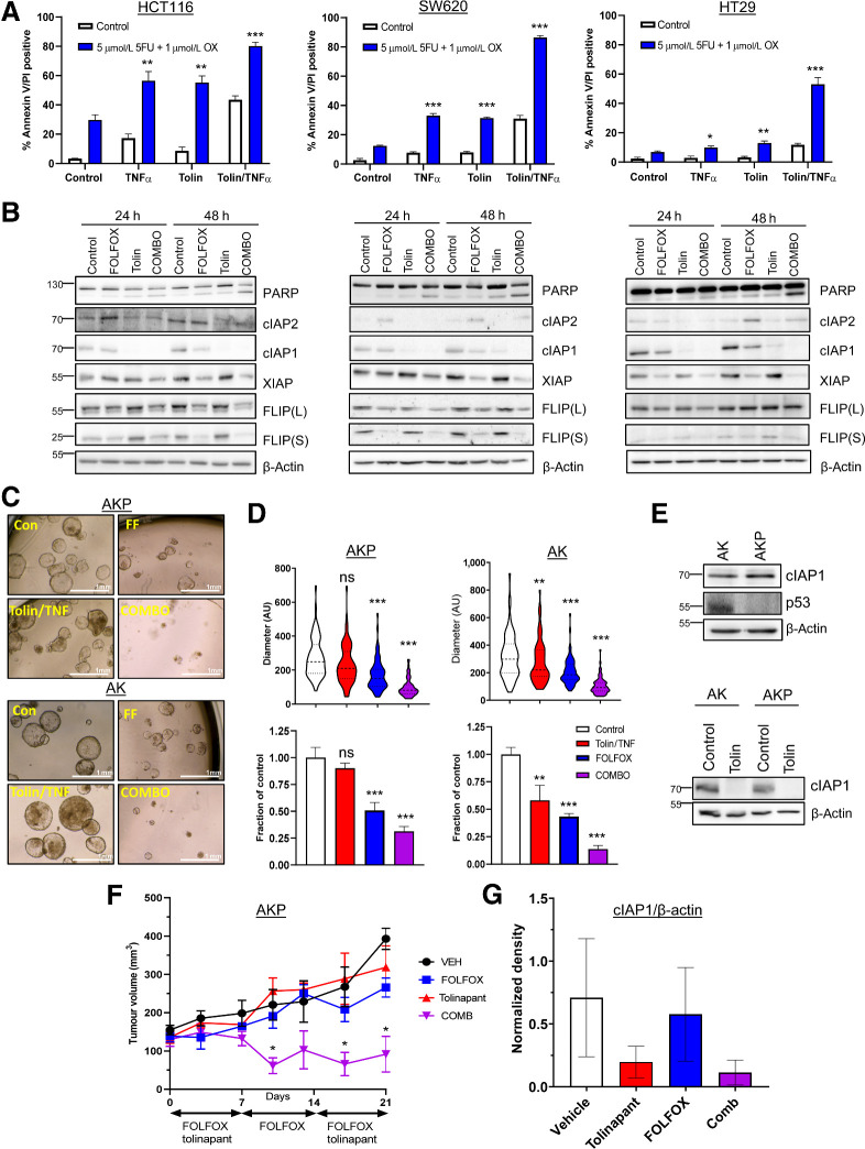 Figure 3. Tolinapant synergizes with chemotherapy. A, Annexin V/PI analysis in HCT116, SW620, and HT29 cells treated with 1 ng/mL TNFα, 1 μmol/L tolinapant, or a combination of tolinapant/TNFα in the presence and absence of 5 μmol/L 5FU and 1 μmol/L oxaliplatin (OX) for 72 hours. B, Western blot analysis of PARP, cIAP2, cIAP1, XIAP, FLIP(L), FLIP(S), and β-actin in HCT116, SW620, and HT29 cells treated with 5 μmol/L 5FU and 1 μmol/L oxaliplatin (FOLFOX), 1 μmol/L tolinapant and a combination of FOLFOX/tolinapant (COMBO) for 24 and 48 hours. C, Pictures from AKP and AK organoids treated with 1 μmol/L tolinapant/1 ng/mL TNFα (tolin/TNF), 5 μmol/L 5FU and 1 μmol/L oxaliplatin (FF) or combination (COMBO) for 72 hours. Diameter in AU from AKP (n = 75 for each treatment group) and AK (n = 75 for each treatment group) organoids treated with 1 μmol/L tolinapant/1 ng/mL TNFα (tolin/TNF), 5 μmol/L 5FU and 1 μmol/L oxaliplatin (FOLFOX) or combination (COMBO) for 72 hours. D, Cell viability assays in AKP and AK organoids treated with 1 μmol/L tolinapant/1 ng/mL TNFα (tolin/TNF), 5 μmol/L 5FU and 1 μmol/L oxaliplatin (FOLFOX) or combination (COMBO) for 72 hours. E, Western blot analysis of basal expression of cIAP1, p53, and β-actin in AK and AKP organoids. Western blot analysis of cIAP1 and β-actin in AK and AKP organoids treated with 1 μmol/L tolinapant for 24 hours. F, Tumor volume (mm3) of AKP organoids transplanted into C57BL/6 mice treated with vehicle (n = 3), 5FU (10 mg/kg) + oxaliplatin (1 mg/kg; FOLFOX; n = 4), tolinapant (16 mg/kg; n = 4) and combination (n = 4). Data show mean tumor volume per treatment group per timepoint ± SEM. G, Densitometry from Western blot analysis of cIAP1 normalized to β-actin in AKP organoids transplanted into C57BL/6 mice and treated with vehicle (n = 3), 5FU (10 mg/kg) + oxaliplatin (1 mg/kg; FOLFOX; n = 4), tolinapant (16 mg/kg; n = 4), and combination (n = 3). Results were compared using a two-tailed Student t test, *, P < 0.05; **, P < 0.01; and ***, P < 0.001.