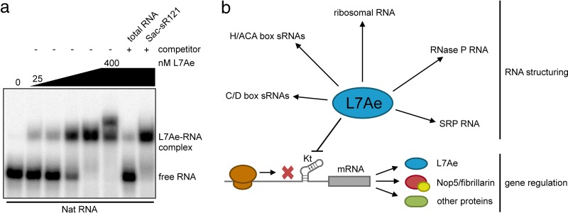 FIG 7 