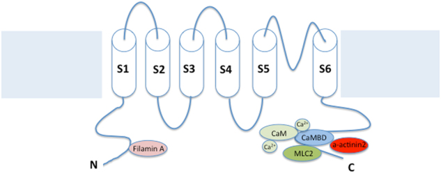 Fig. 1