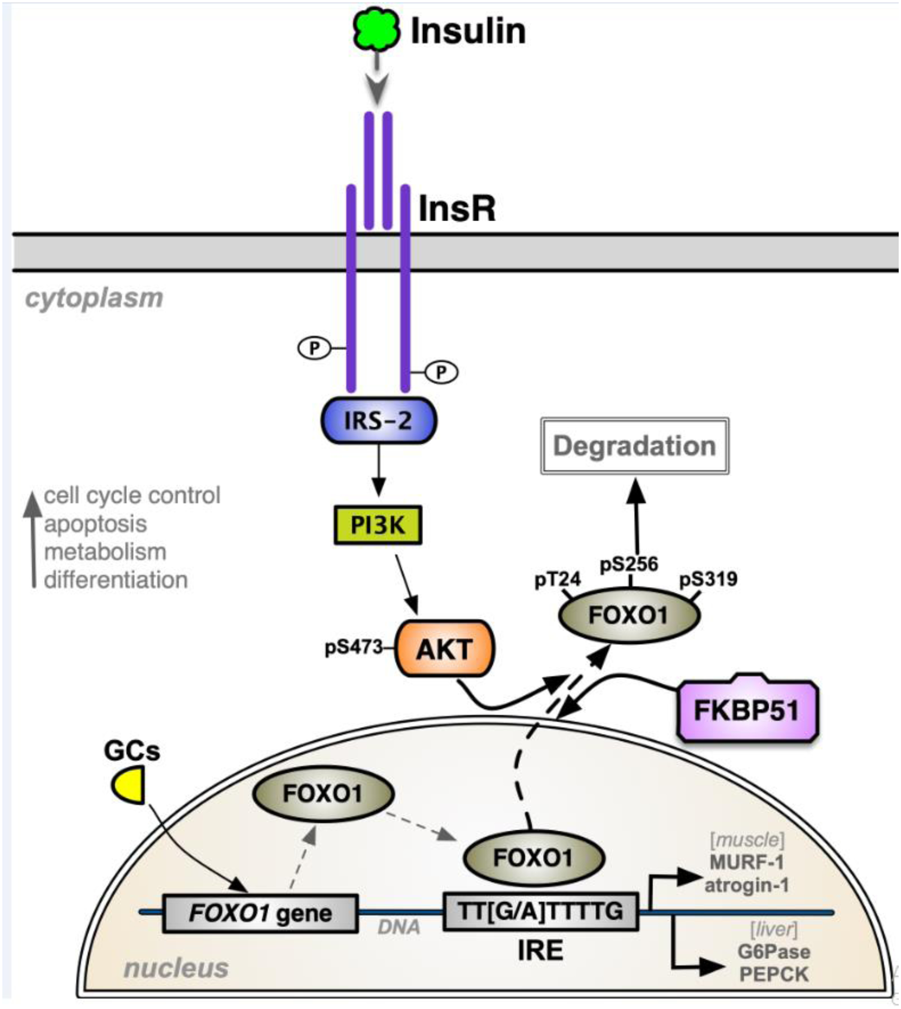 graphic file with name nihms-1734499-f0005.jpg