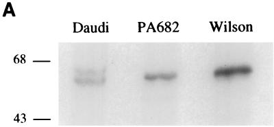 FIG. 6