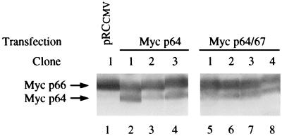 FIG. 7