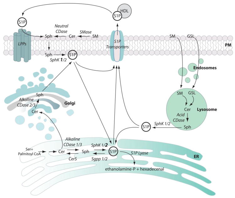 FIGURE 1