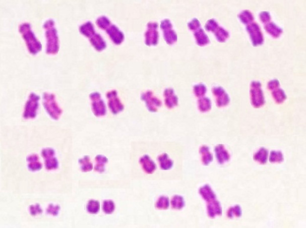Fig. 3.