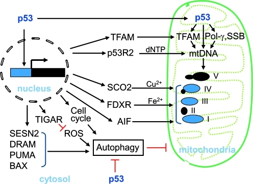 FIG. 4.