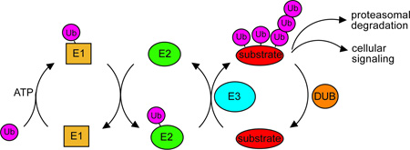 BOX 1: The Ubiquitin Proteasome System