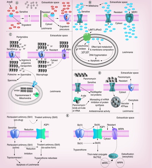 Figure 2. 