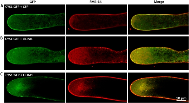 Figure 4.