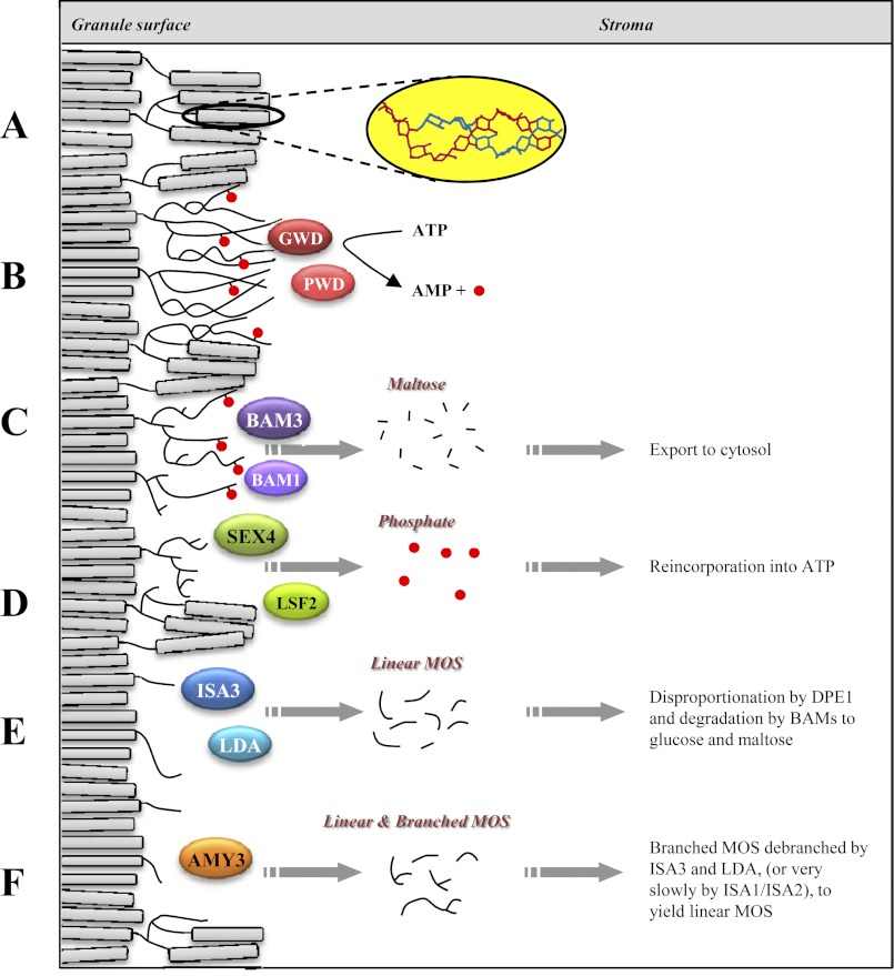 FIGURE 7.