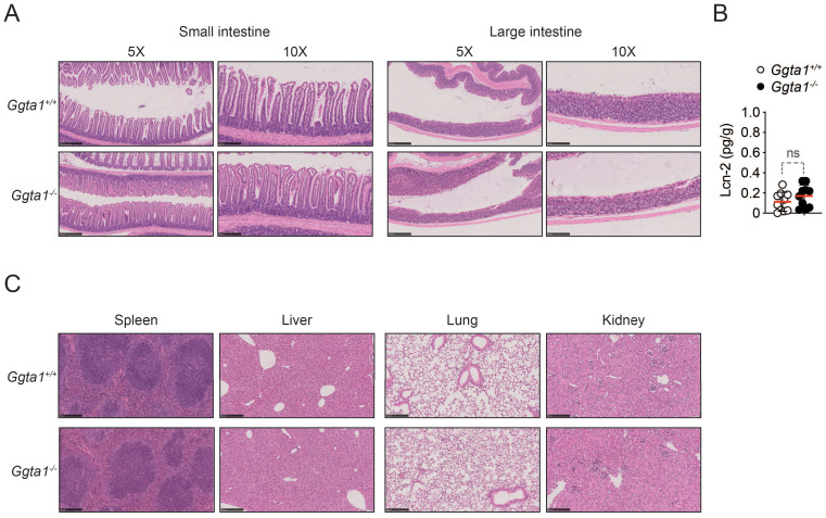 Figure 1—figure supplement 3.